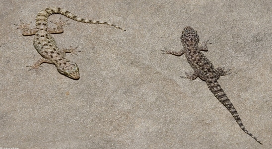 مكافحة الحشرات بالكويت - مكافحة القوارض بالكويت - رش موبدات بالكويت - 51693608