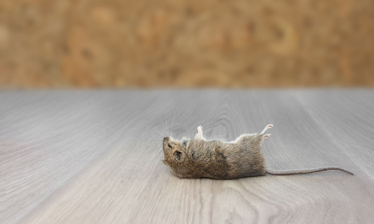 Read more about the article شركه مكافحه الفئران-65625510