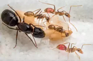 رش مبيدات الجهراء